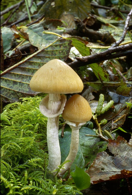 Psathyrella longistriata